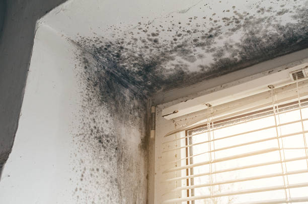 Affordable Mold Cleanup solutions in Broadway, NC